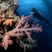 coral_soft_lc_mb_v_0037_png2062.jpg